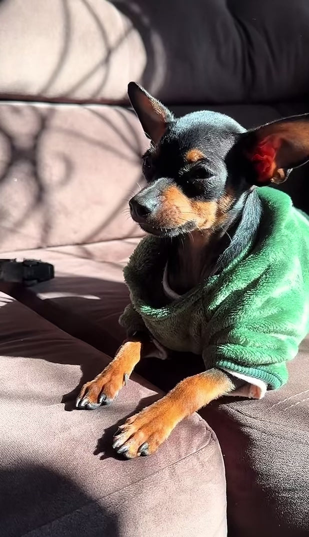 ROUPA DE DINOSSAURO PARA CAES ￼